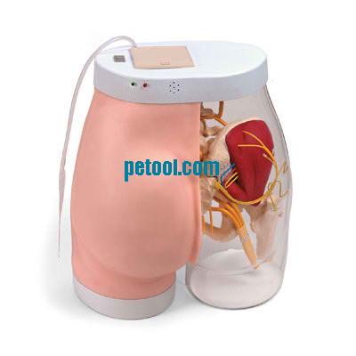 美国腚部肌肉注射训练/对比模型Intramuscular Injection Model