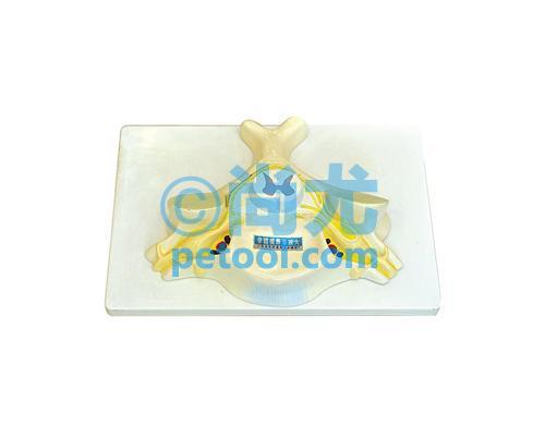 国产脊髓横断模型