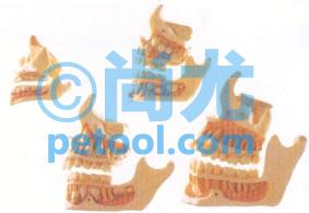 国产牙与颌骨发育模型